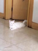 纯白异瞳猫免费找领养